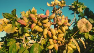 لیست شرکت های صادرکننده پسته | صادرات انواع پسته