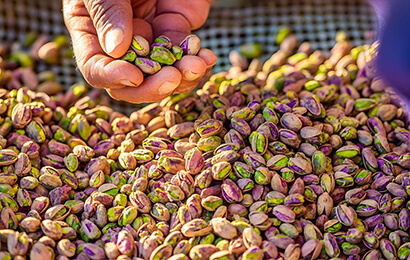 لیست شرکت‌ های صادرکننده پسته | صادرات انواع پسته