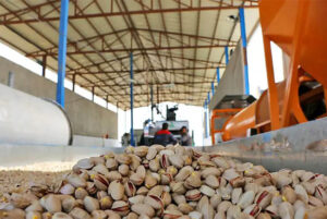 صادرات پسته